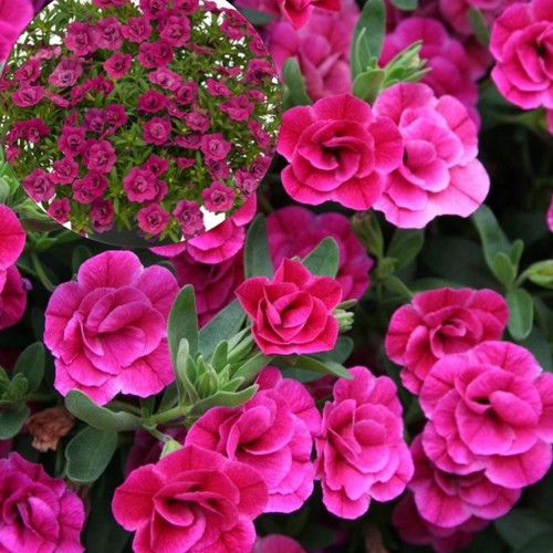 Calibrachoa UNIQUE 'Double Pink' - Puispetuunia UNIQUE 'Double Pink' P9/0,55L